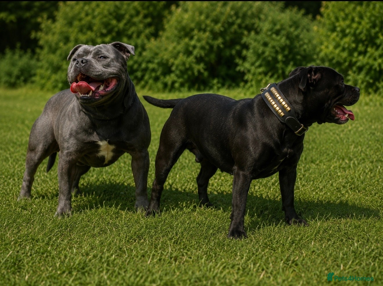 Staffordshire Bull Terrier dogs Staffordshire bullterrier puppies  - Advert 1