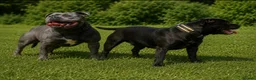 Staffordshire Bull Terrier dogs for sale: Staffordshire bullterrier puppies  in Birmingham - Advert 1