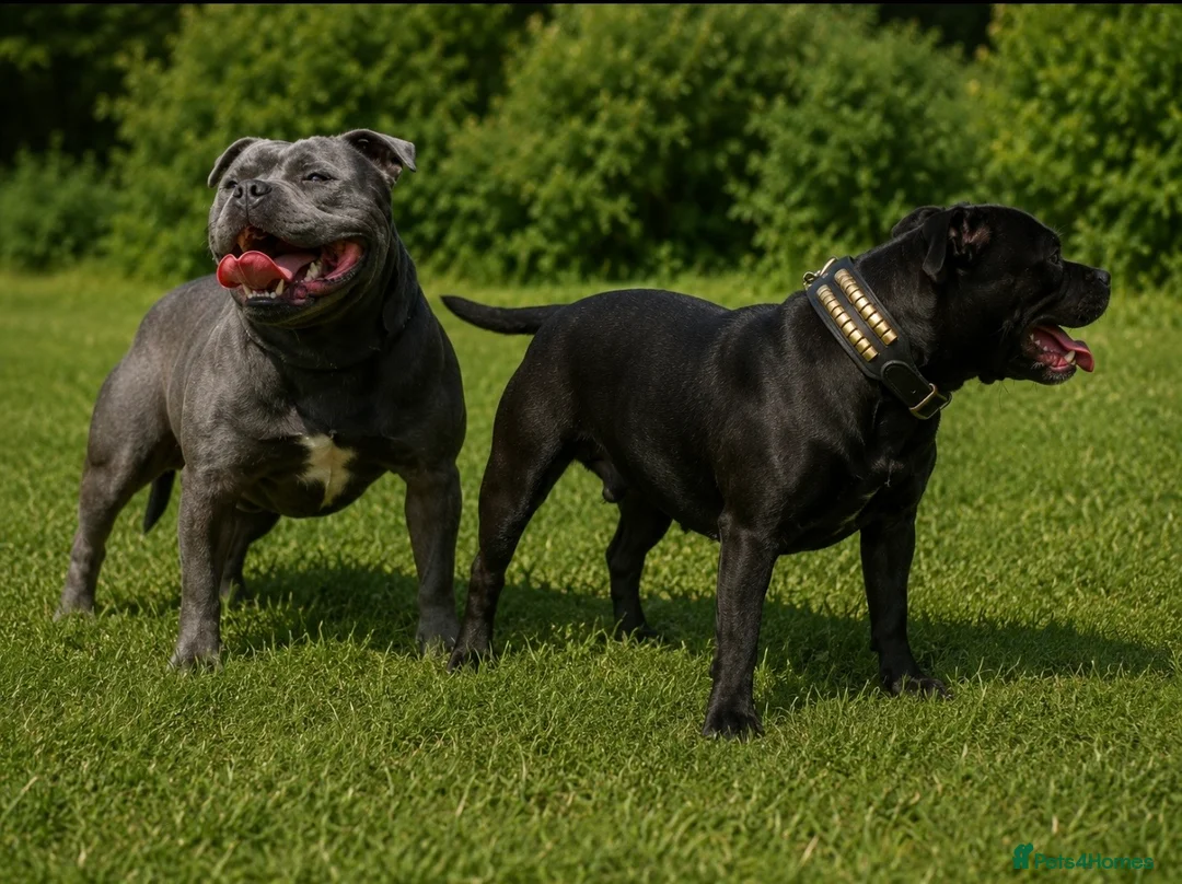 Staffordshire Bull Terrier dogs for sale: Staffordshire bullterrier puppies  in Birmingham - Advert 1