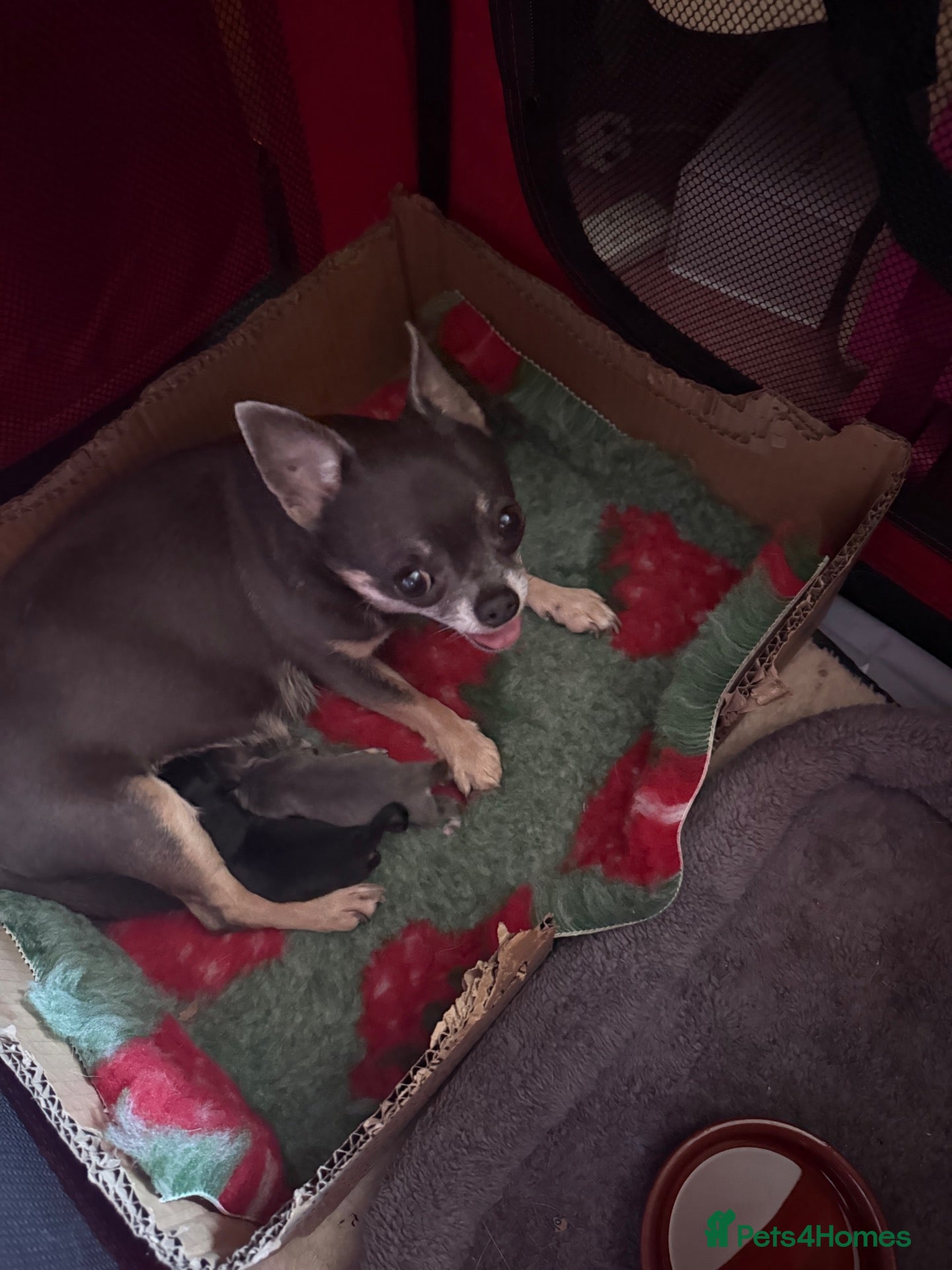 Chihuahua dogs For sale - Advert 3