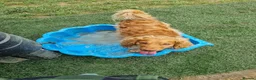 Cockapoo dogs for sale: Beautiful Angus - Advert 4