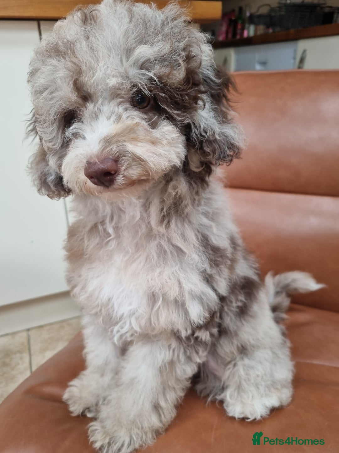 Toy Poodle dogs for sale: Stunning chocolate merle toy poodle girl! 16 weeks - Image 6