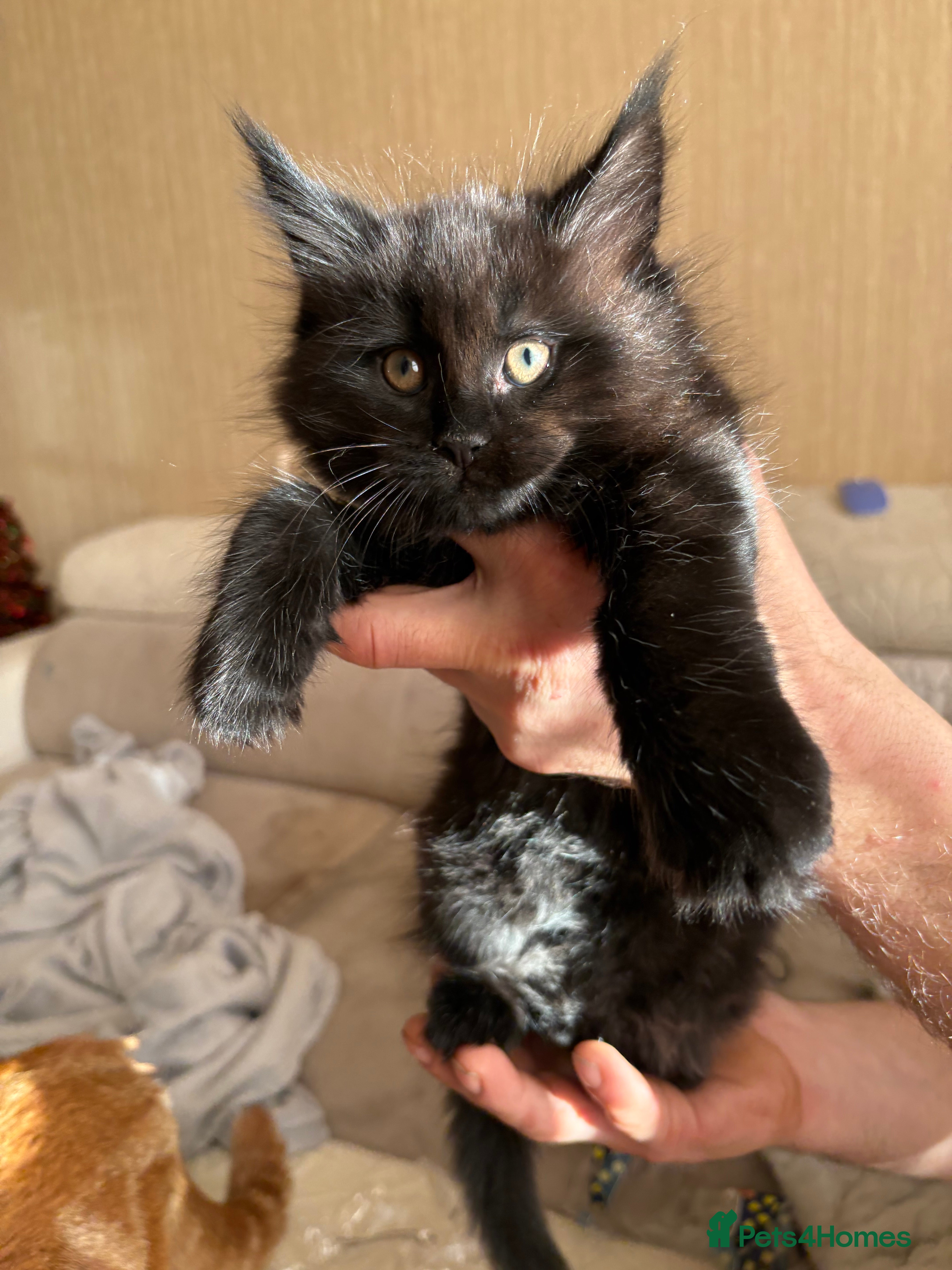 Maine Coon cats Maine Coon Kittens — Fluffy, Friendly - Advert 2