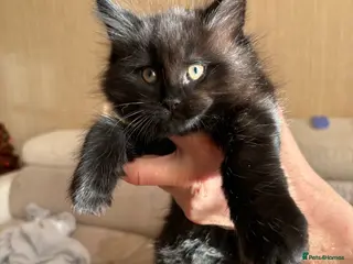 Maine Coon cats Maine Coon Kittens — Fluffy, Friendly - Advert 16