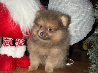 Pomeranian dogs 🧸⭐️ READY NOW !! BABY BOY TEDDY BEAR ⭐️🧸 - Advert 16