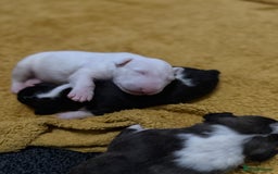 Bull Terrier dogs for sale: Playful bully’s  - Image 5