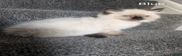 Ragdoll cats for sale: Stunning GCCF REG PEDIGREE RAGDOLLS - Advert 26
