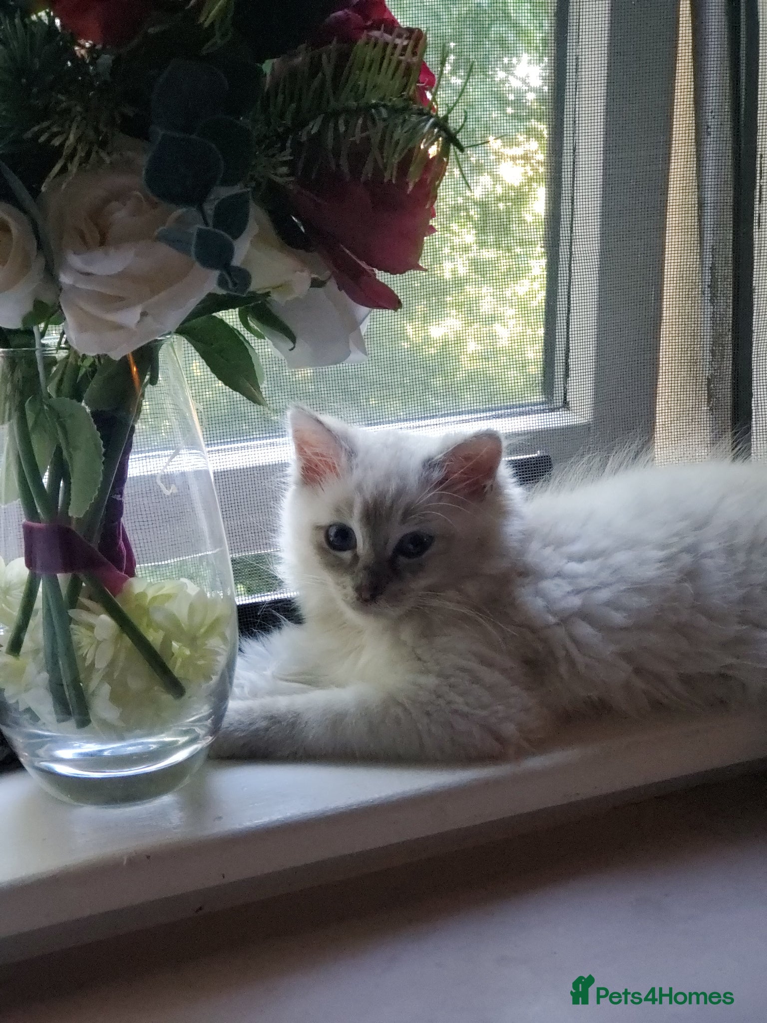 Ragdoll cats female Ragdoll cat,white fur and blue eyes - Advert 12