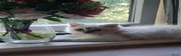 Ragdoll cats for sale: female Ragdoll cat,white fur and blue eyes - Advert 1