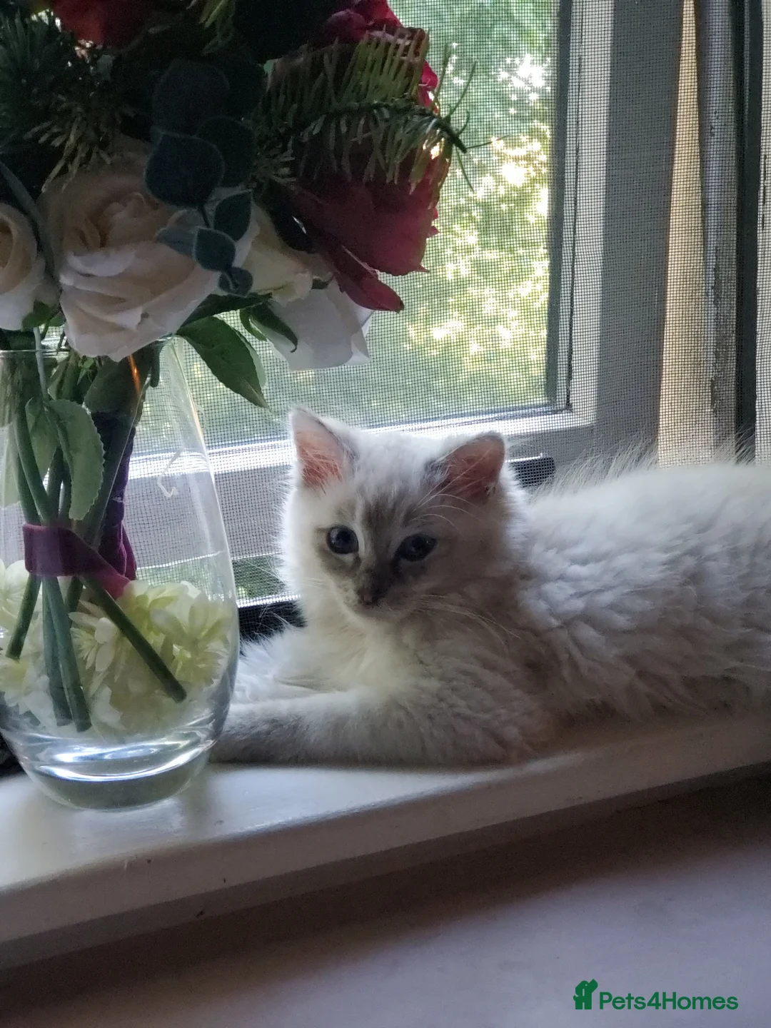 Ragdoll cats for sale: female Ragdoll cat,white fur and blue eyes - Advert 1