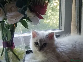 Ragdoll cats female Ragdoll cat,white fur and blue eyes - Advert 13