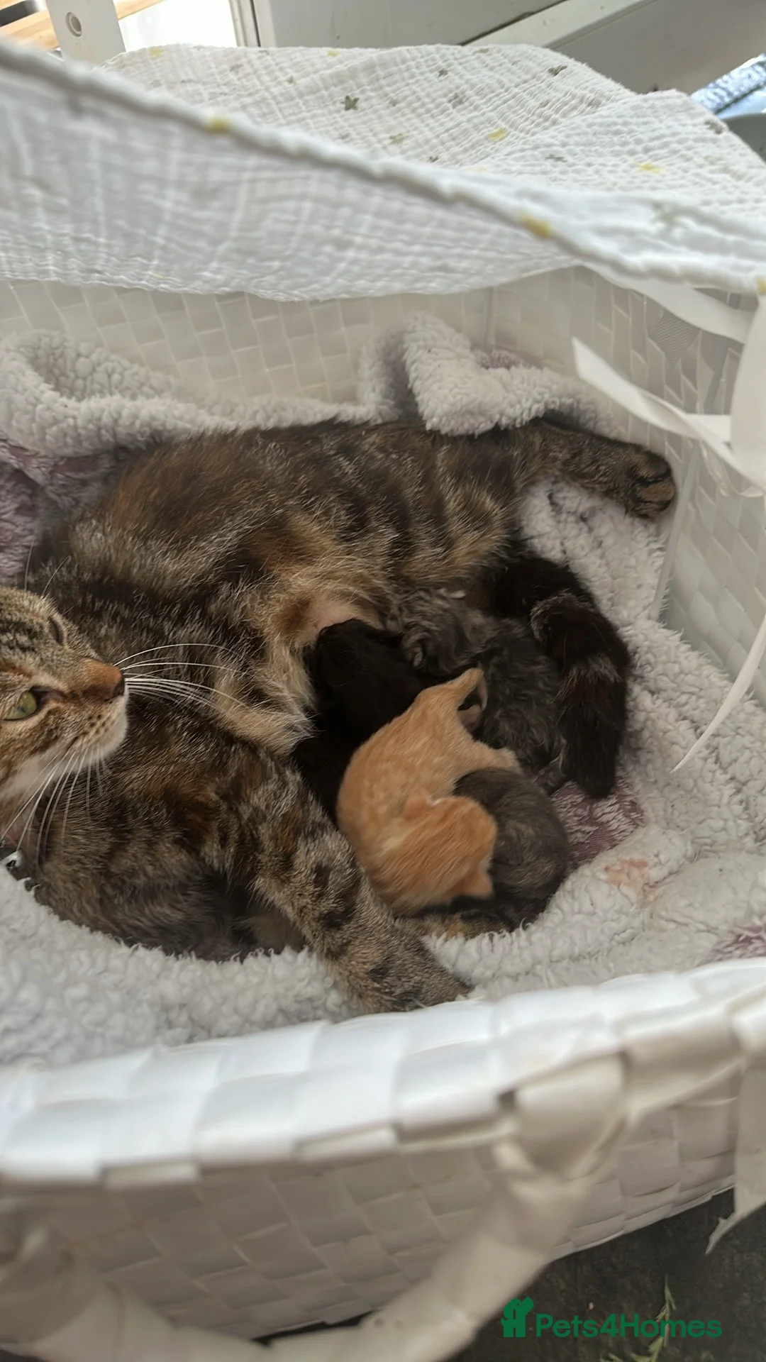 British Shorthair cats for sale: Kittens for sale  - Advert 4