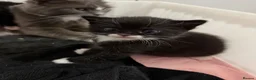 Mixed Breed cats for sale: Black and white kittens  - Advert 7