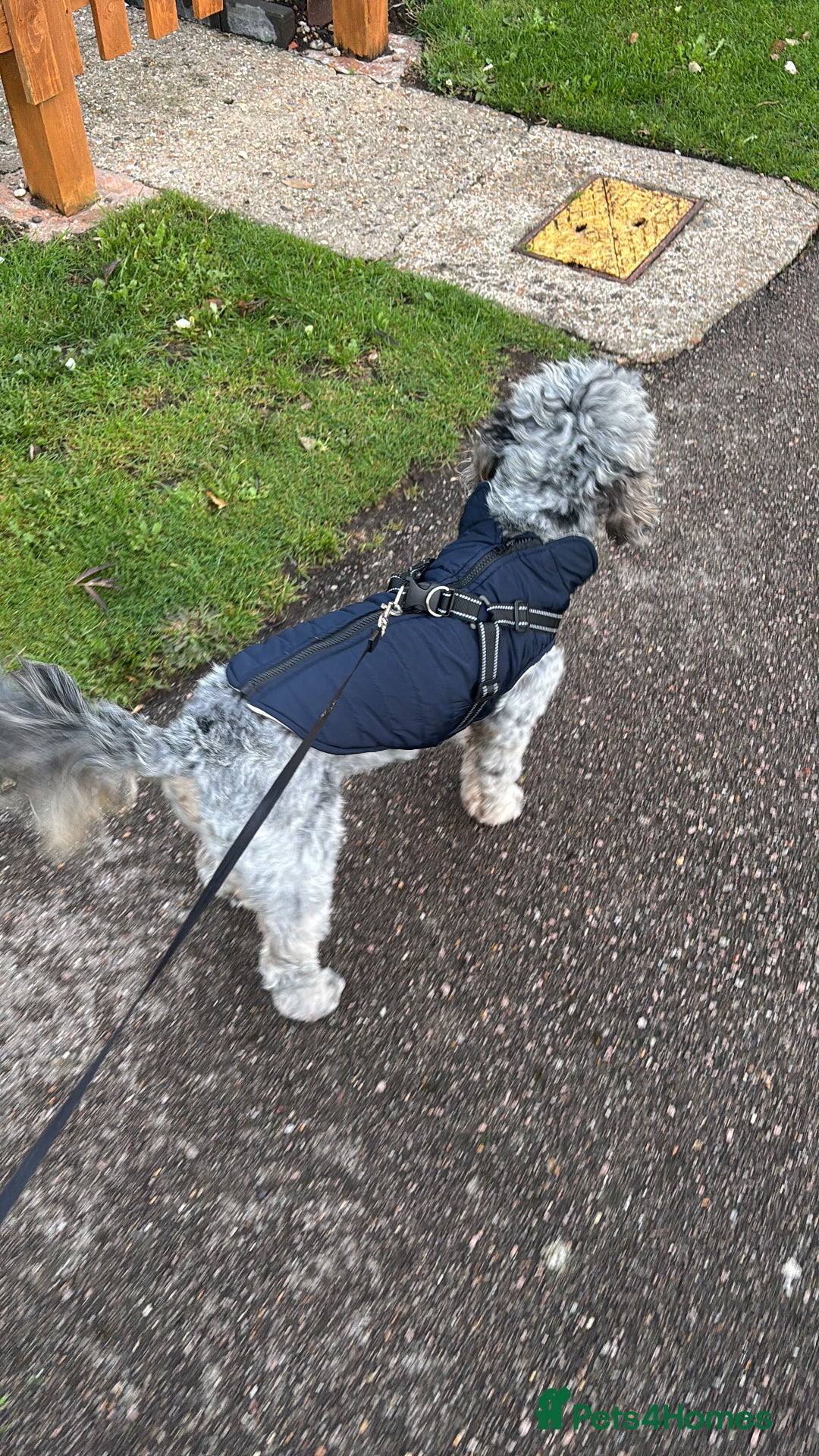 Cockapoo dogs for sale: Cockapoo Milan age 1  - Advert 3