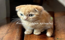 Munchkin cats for sale: Exceptional Quality & Extremely Rare Silver Minuet - Image 8