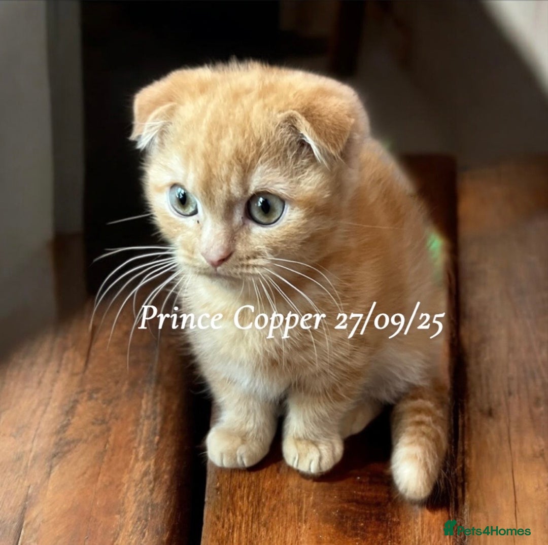 Munchkin cats for sale: Exceptional Quality & Extremely Rare Silver Minuet - Image 8