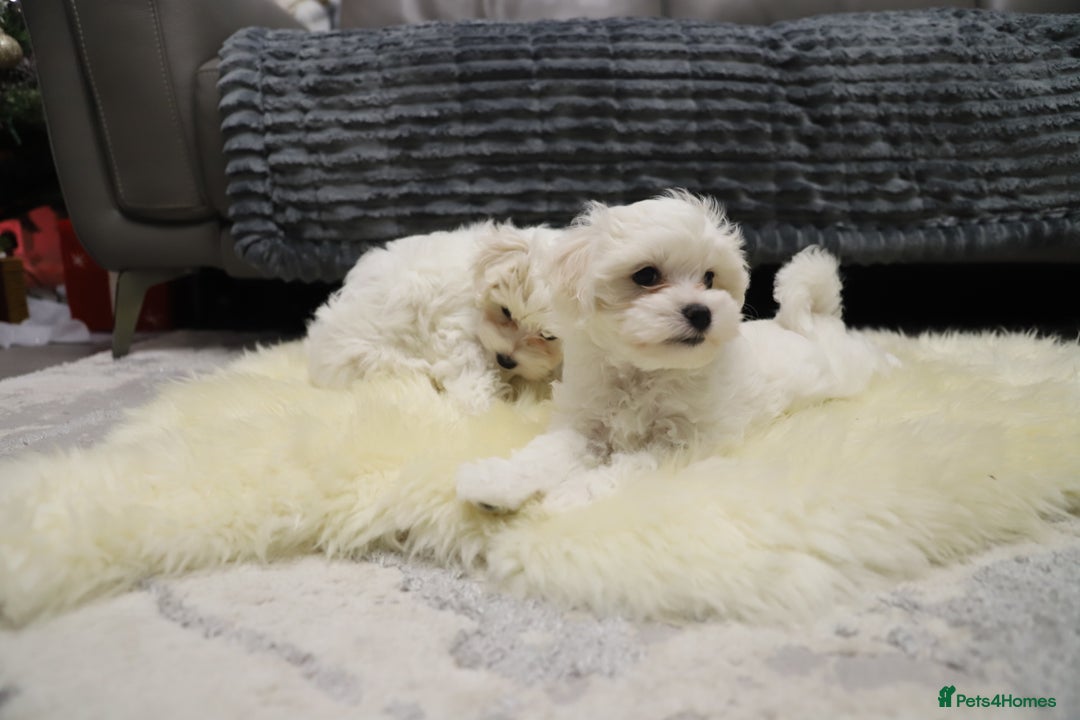 Maltese dogs for sale: Gorgeous Maltese puppies - Advert 6