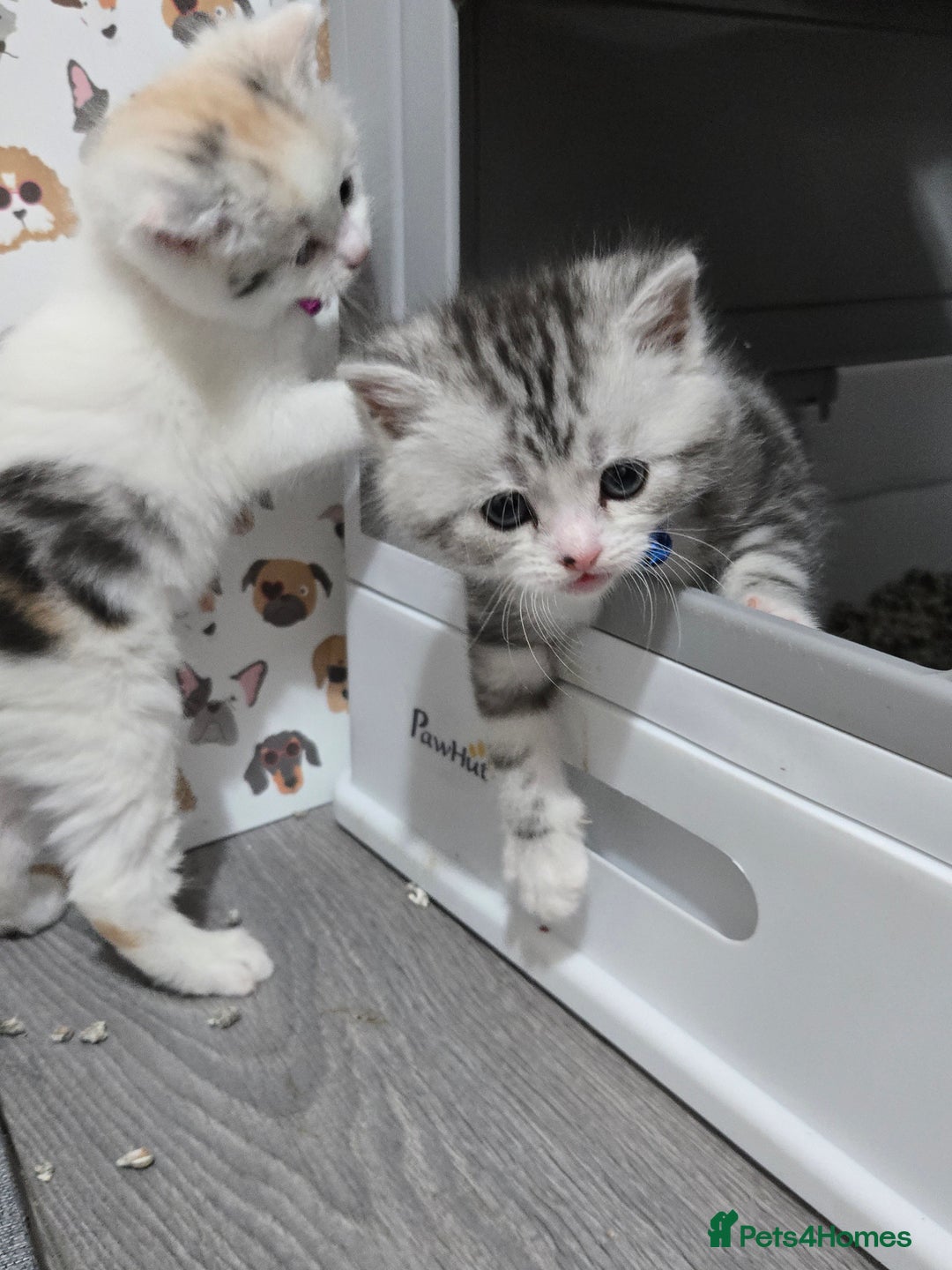 Brazilian Shorthair cats for sale: British shorthair x Persian  - Advert 23