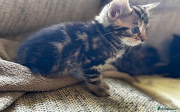 Mixed Breed cats for sale: 5 beautiful kittens  - Image 6