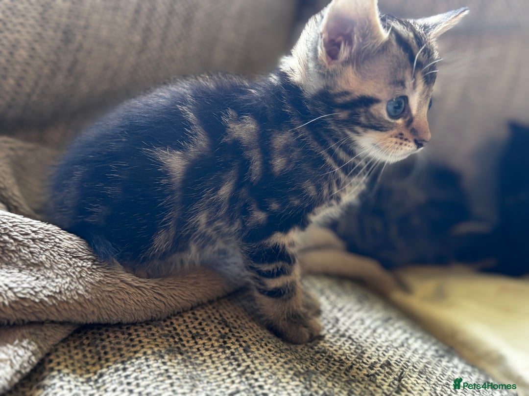 Mixed Breed cats for sale: 5 beautiful kittens  - Image 6