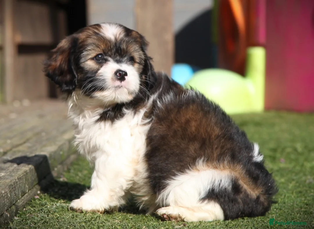 Mixed Breed dogs for sale: Cavajacks - Hardy, cute & full of character - Advert 1