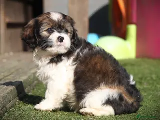 Mixed Breed dogs Cavajacks - Hardy, cute & full of character - Advert 1