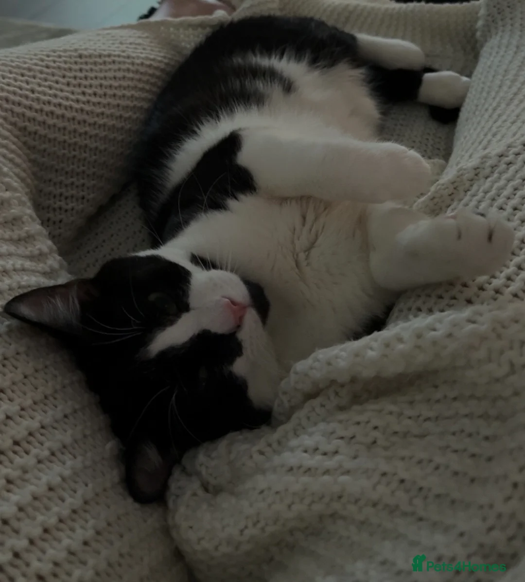 Domestic Shorthair cats for sale: Male Tuxedo Cat in Chester-le-Street - Advert 2