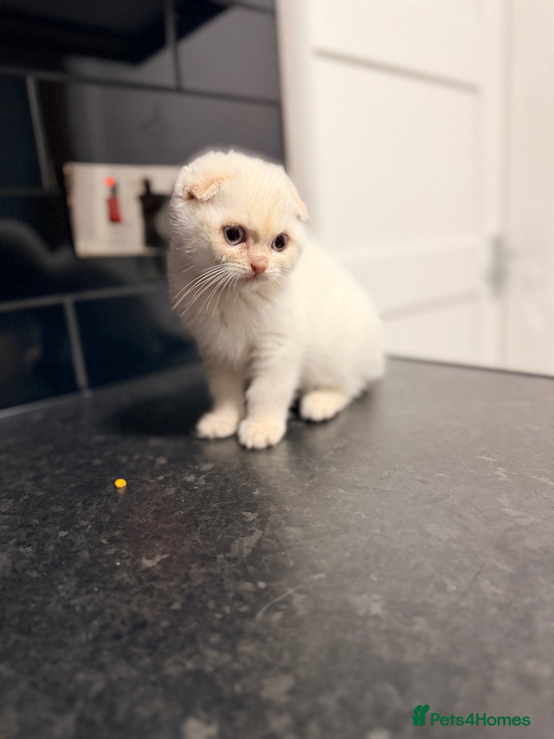 Scottish Fold cats for sale: Sweet Baby Foldie 🐱🐾 - Image 4
