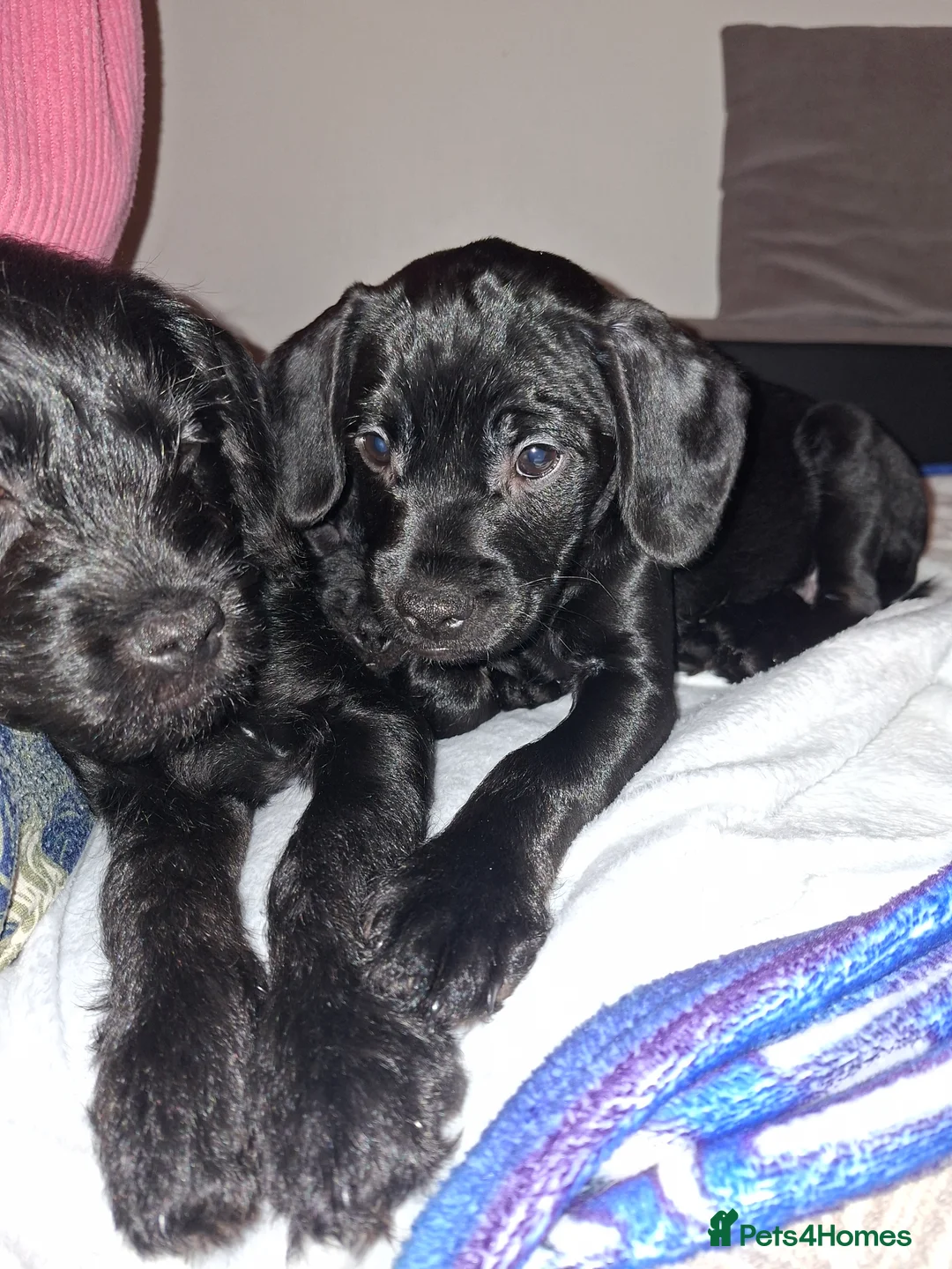Mixed Breed dogs for sale: Miniature Poodle cross french bulldog puppies  - Advert 13
