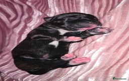 Staffordshire Bull Terrier dogs for sale: READY 7TH NOVEMBER ⭐️ 🐶 2 left ⭐️ staff pups  - Image 27