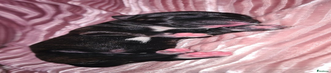 Staffordshire Bull Terrier Puppy 5