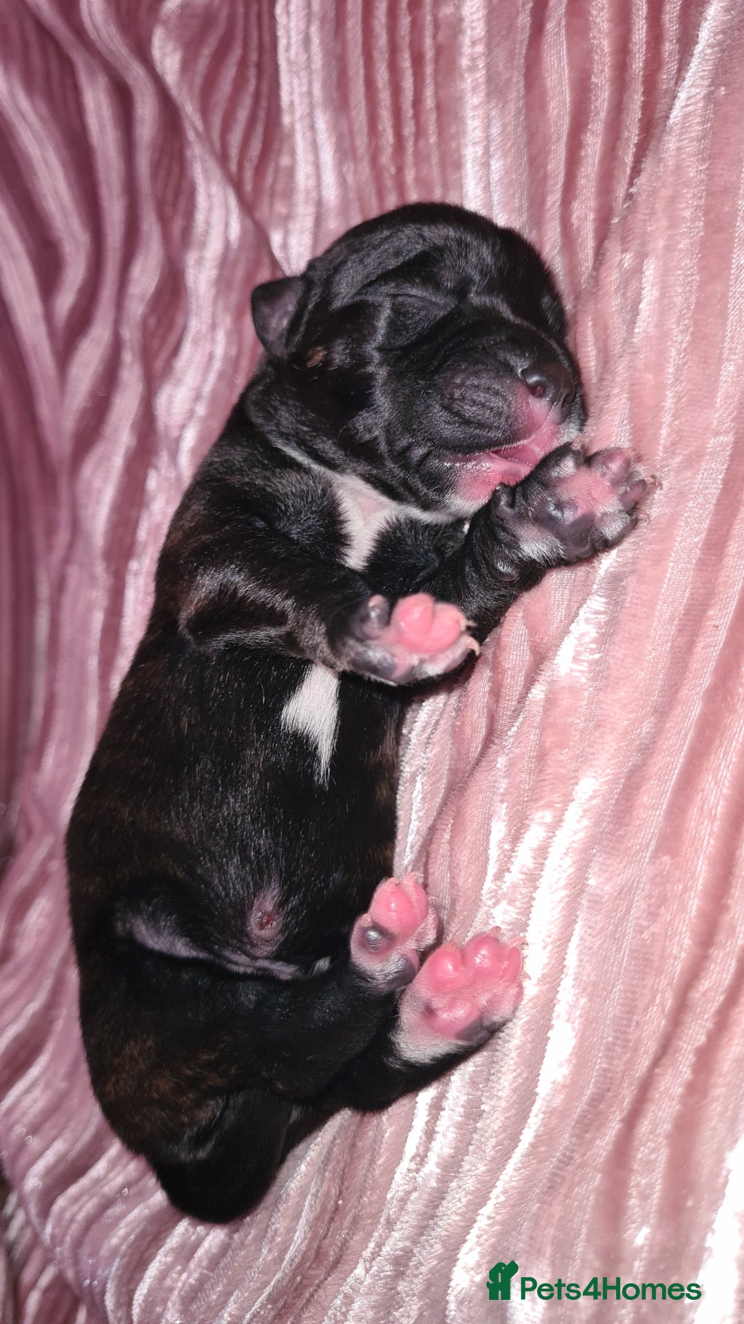 Staffordshire Bull Terrier dogs for sale: READY 7TH NOVEMBER ⭐️ 🐶 2 left ⭐️ staff pups  - Image 27