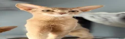 Abyssinian cats for sale: Beautiful Fawn Abyssinian Girl 🤍❤️ GCCF  - Advert 6