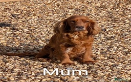 Cocker Spaniel dogs for sale: Cocker spaniel puppies - Advert 14