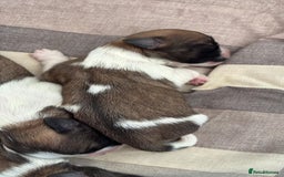 Zuchon dogs for sale: Bishion x shih Tzu - Image 2