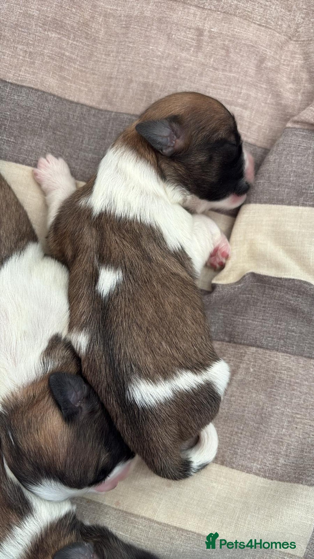 Zuchon dogs for sale: Bishion x shih Tzu - Image 2