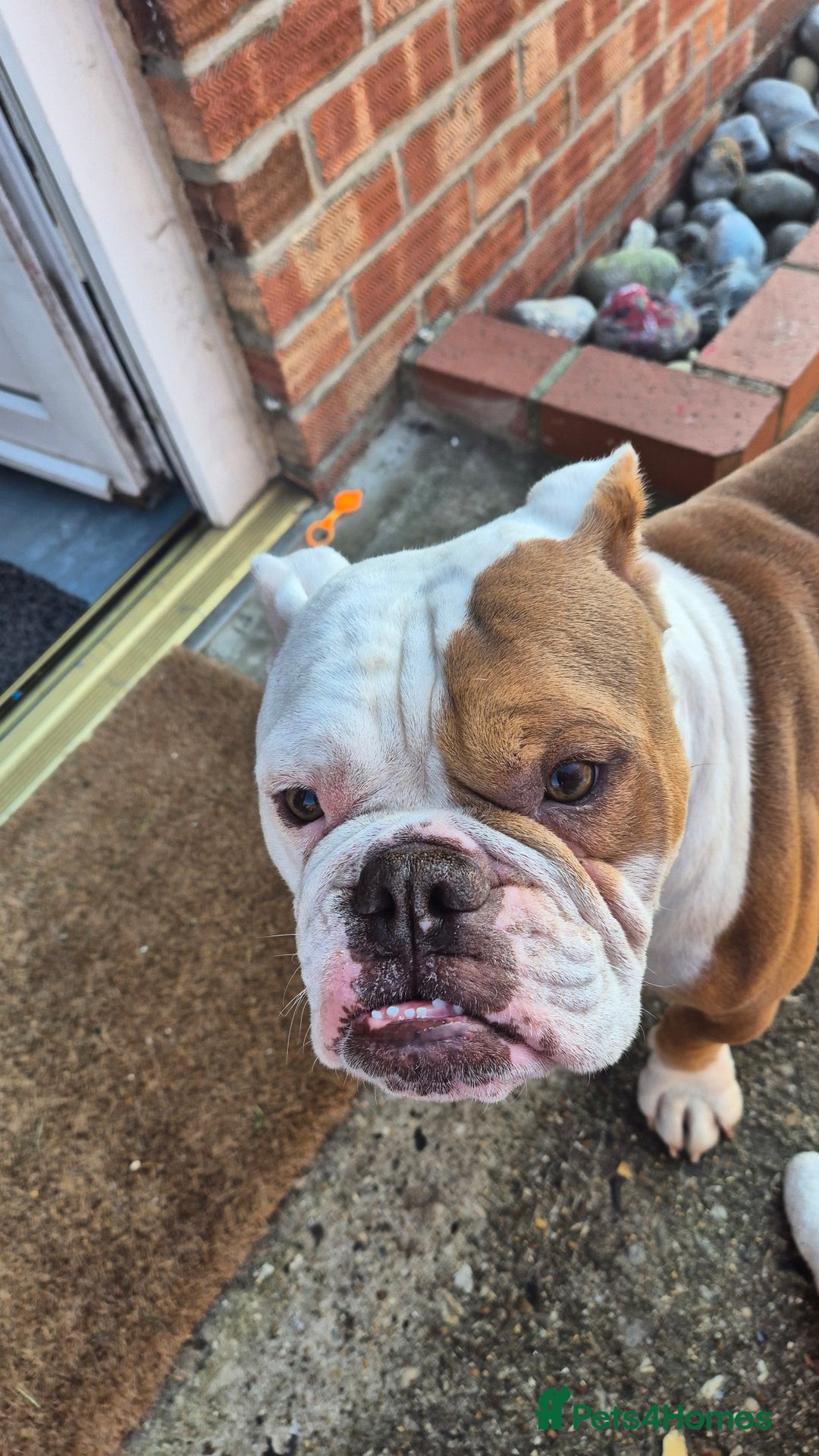 English Bulldog dogs for sale: English bulldog male - Image 5
