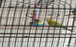 Lovebirds birds for sale: Pair of Buggies  - Image 1
