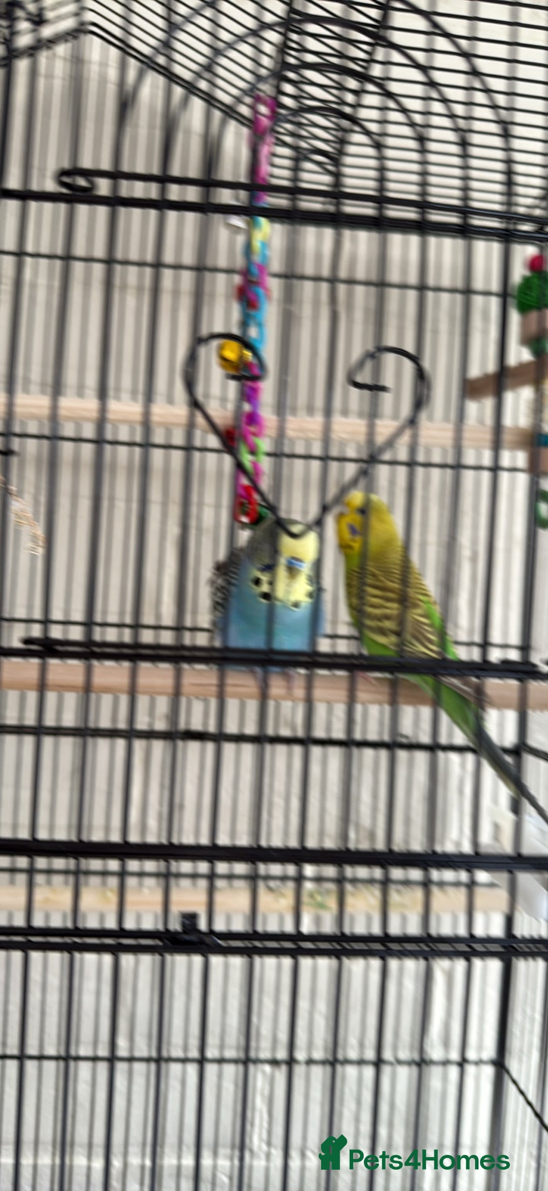 Lovebirds birds for sale: Pair of Buggies  - Image 1