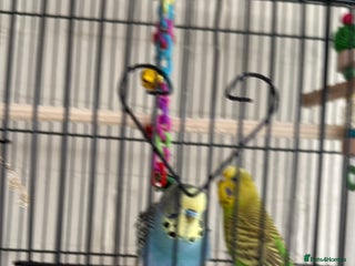 Lovebirds birds - Advert 16