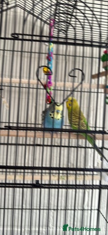 Lovebirds birds - Advert 13
