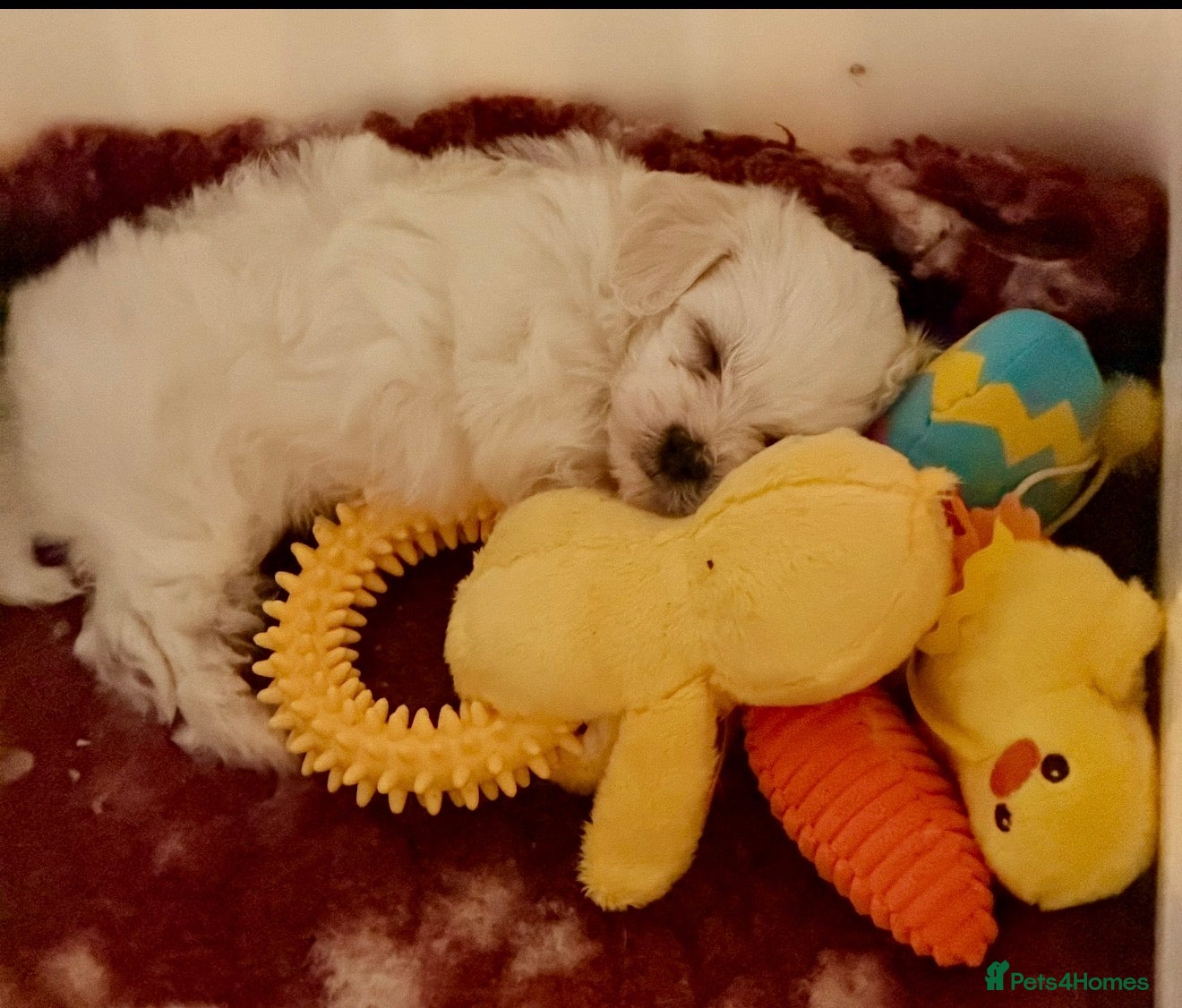 Maltipoo dogs 🌟Korean line Maltipoos DNA tested 🌟 - Advert 2