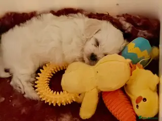 Maltipoo dogs 🌟Korean line Maltipoos DNA tested 🌟 - Advert 4