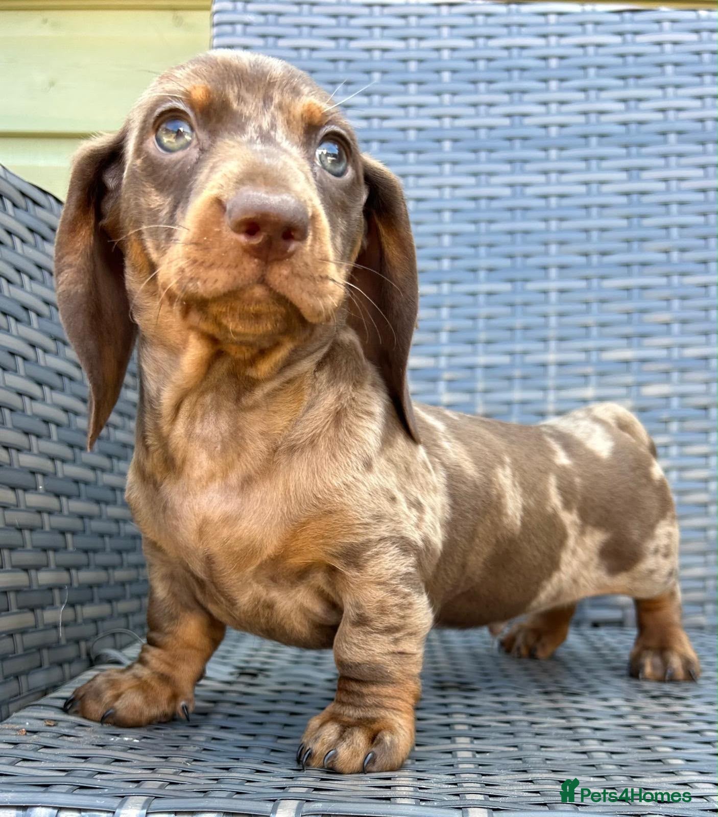 Miniature Dachshund dogs Kc reg miniature Dachshunds chocolate & Tan girls - Advert 2