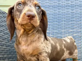 Miniature Dachshund dogs Kc reg miniature Dachshunds chocolate & Tan girls - Advert 5