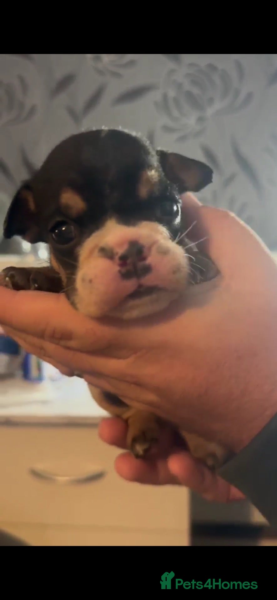 English Bulldog dogs Last Little Bulldog Girl – Ready 11th Oct 🩷 - Advert 12