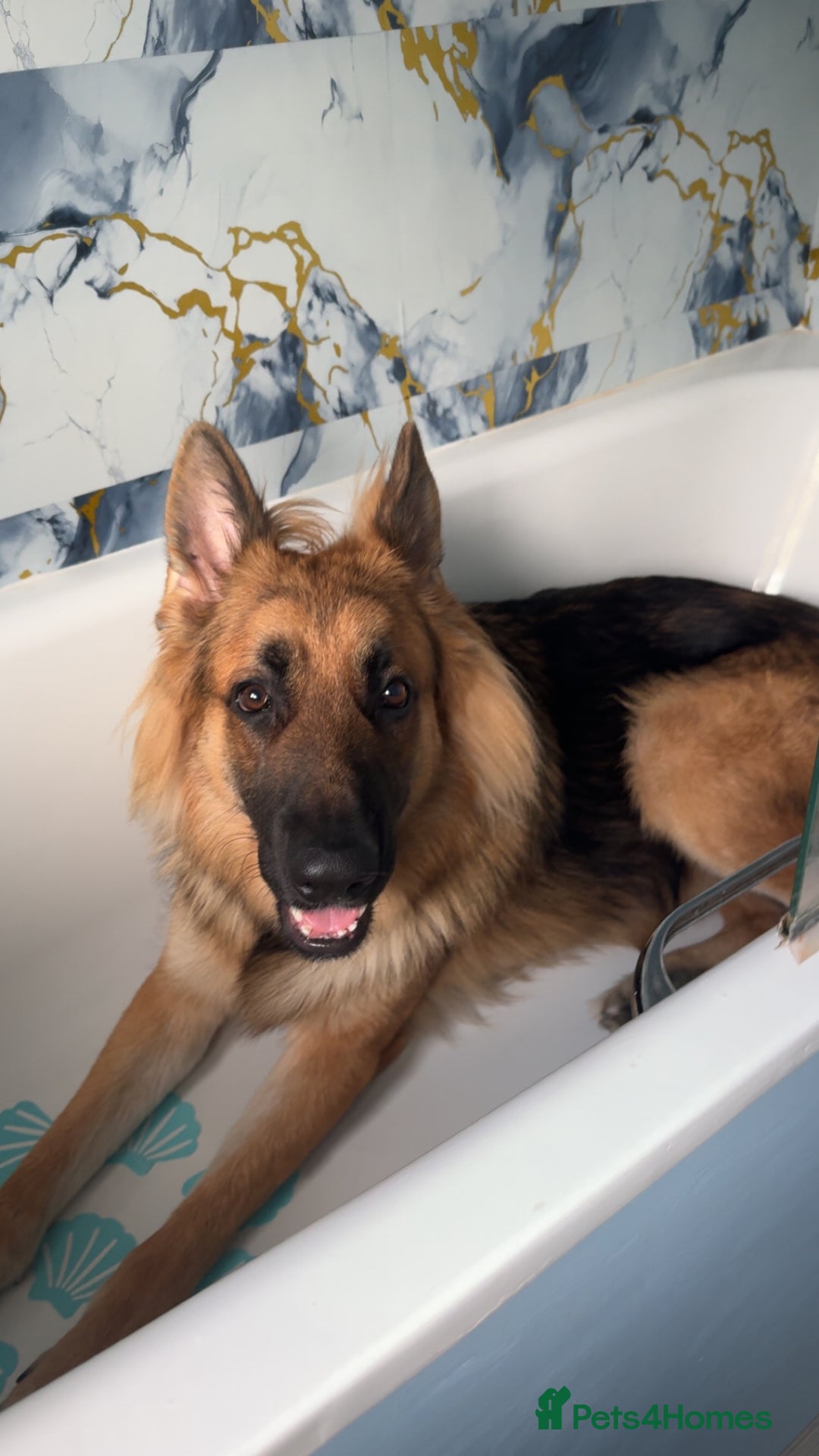 German Shepherd dogs for stud: Stud dog  - Advert 2