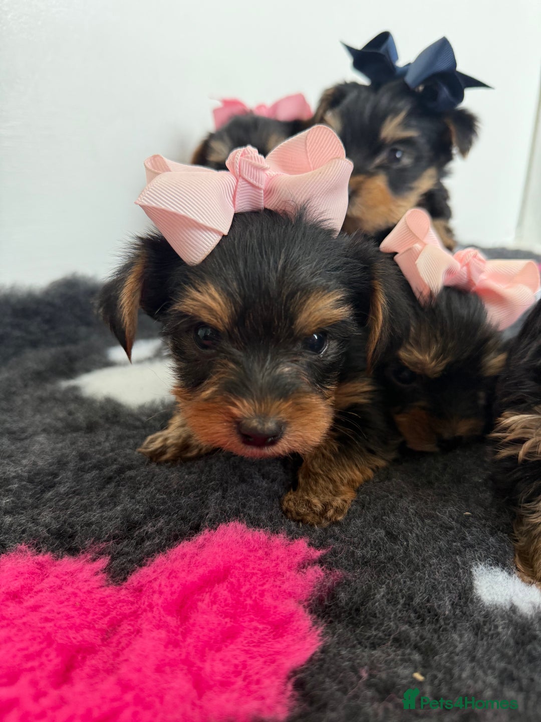Yorkshire Terrier dogs for sale: Yorkshire Terrier Puppy 5 - 6 beautiful Yorkshire terriers  - Image 6