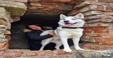 Siberian Husky dogs - Advert 2