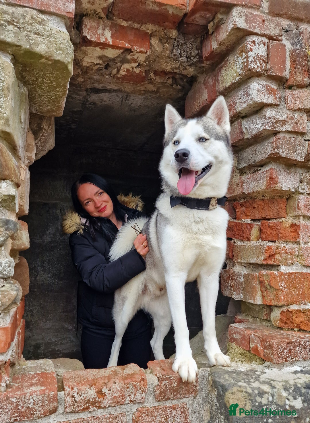 Siberian Husky dogs for stud: Siberian Husky (Bim) for stud. - Image 3